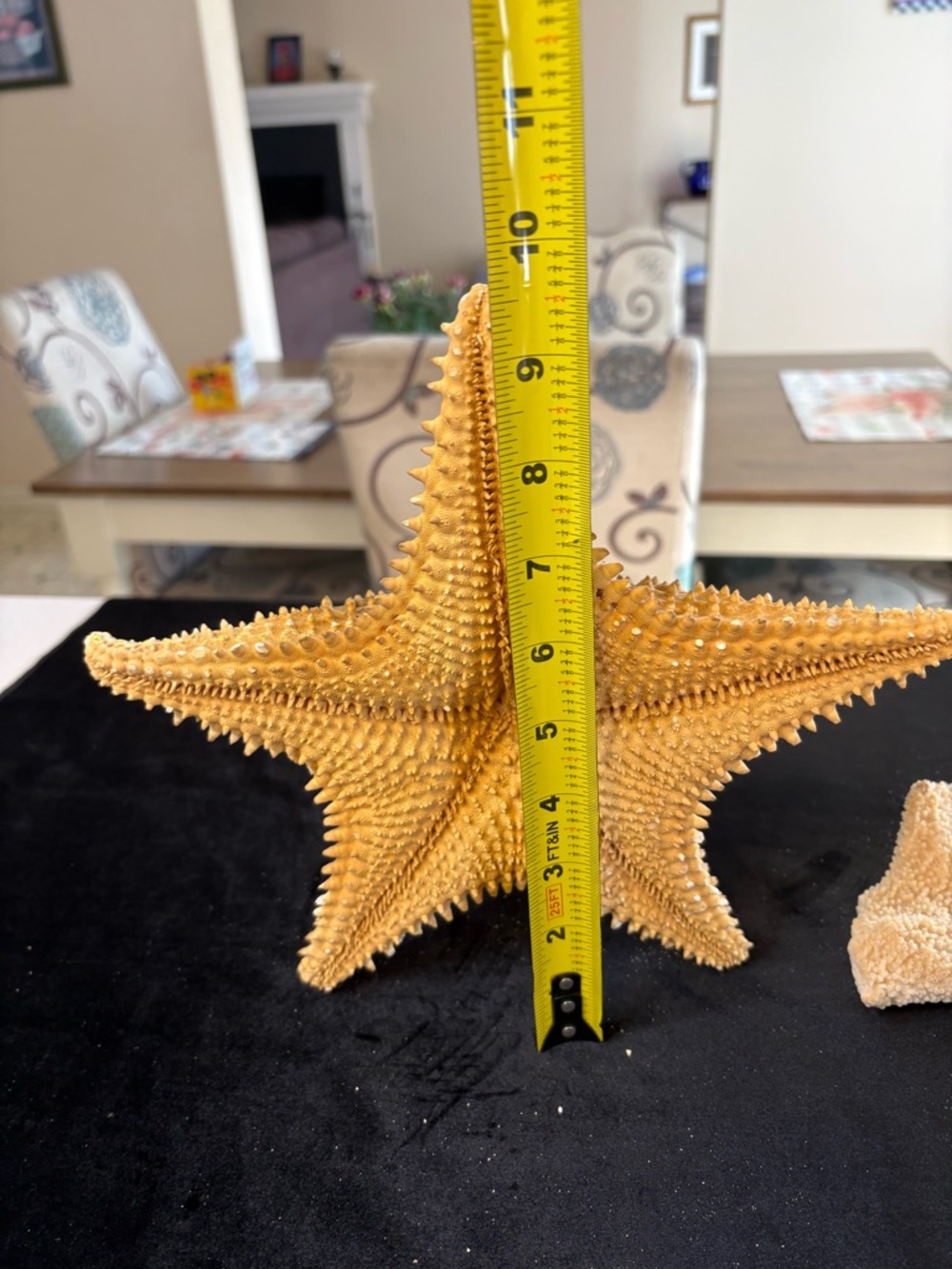 Collectible Natural Starfish and Coral Display - Golden and Cream - Picture 12 of 12